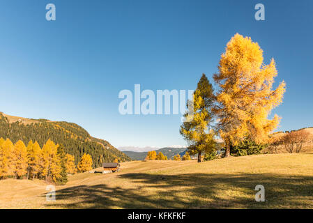 Blick über die herbstlichen Seiser Alm, Dolomiten, Südtirol, Italien Stockfoto