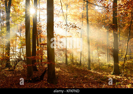 Sonne scheint durch die lichtdurchfluteten Buchenwald im Herbst, ziegelroda Wald, Sachsen - Anhalt, Deutschland Stockfoto