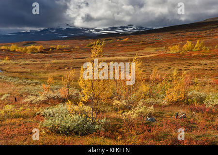 Farbenprächtige Herbstlandschaft auf dem Saltfjellet, Plateau am Polarkreis in der Nähe der Stadt Mo i Rana, Norwegen Stockfoto