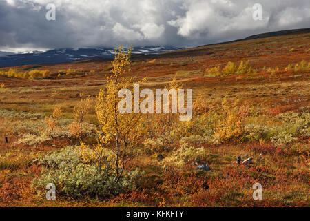 Farbenprächtige Herbstlandschaft auf dem Saltfjellet, Plateau am Polarkreis in der Nähe der Stadt Mo i Rana, Norwegen Stockfoto