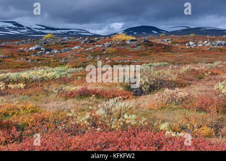 Farbenprächtige Herbstlandschaft auf dem Saltfjellet, Plateau am Polarkreis in der Nähe der Stadt Mo i Rana, Norwegen Stockfoto