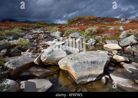 Mountain Stream in einem farbenfrohen Herbst Landschaft auf dem Saltfjellet, Plateau am Polarkreis in der Nähe der Stadt Mo i Rana Stockfoto