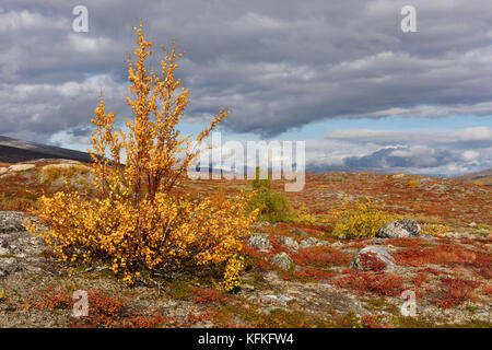 Farbenprächtige Herbstlandschaft auf dem Saltfjellet, Plateau am Polarkreis in der Nähe der Stadt Mo i Rana, Norwegen Stockfoto