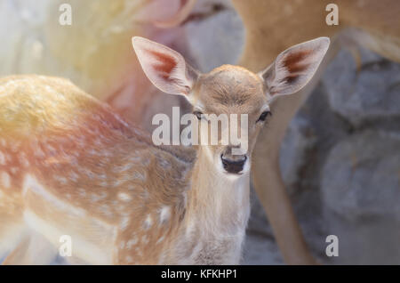 Portrait von Spotted Baby fawn unter Sommer Sonnenlicht. Stockfoto
