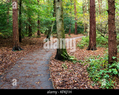 Fußweg durch die Kiefernwälder, die von Tal Gärten zu Harlow Carr in Harrogate Yorkshire England Stockfoto