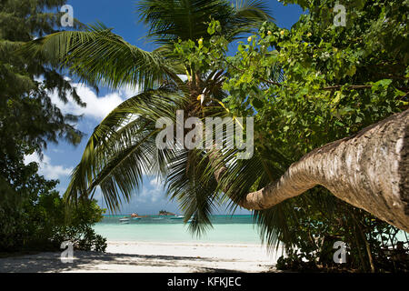 Die Seychellen, Praslin, Anse Volbert, Cote d'Or Strand, Palme über Sand geschwungene Stockfoto