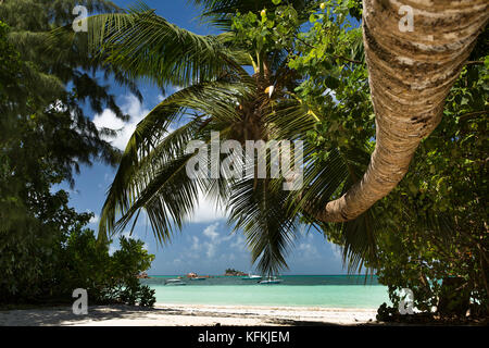 Die Seychellen, Praslin, Anse Volbert, Cote d'Or Strand, Palme über Sand geschwungene Stockfoto