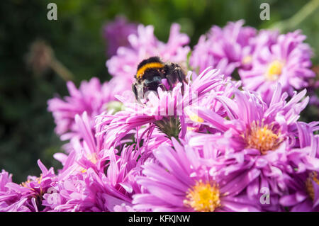 Aster dumosus in Grange-over-sands, Lancashire, England Stockfoto