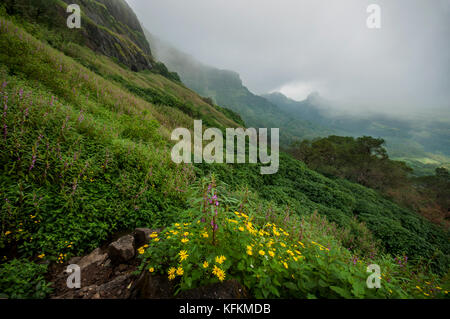 Tal von Grün und Blumen Stockfoto