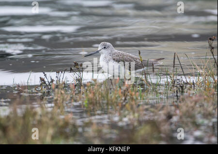 Greenshank (Tringa nebularia) am Wattenmeer bei Flut Stockfoto