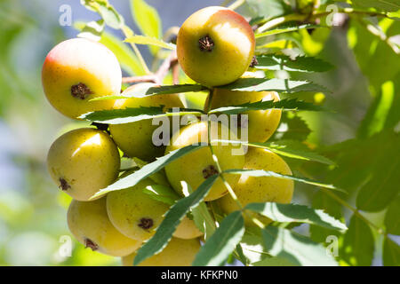 Sorbus domestica Früchte. vogelbeere Früchte. service Baum Stockfoto