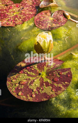 Water Lily Pads und Blütenknospe auf einen kleinen Garten Pool in Großbritannien, die von Algen und Wasserlinsen Stockfoto