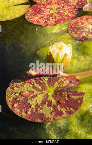 Water Lily Pads und Blütenknospe auf einen kleinen Garten Pool in Großbritannien Stockfoto