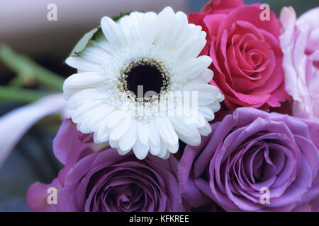 Close-up einen bunten Strauß mit weißen Gerbera, rosa und lila Rosen Stockfoto