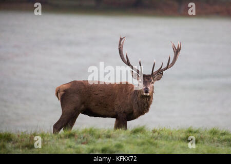 Windsor, Großbritannien. 30 Okt, 2017. de Wetter. Ein roter Hirsch Schürfwunden kurz nach Sonnenaufgang in einem frostigen Windsor Great Park. Es ist eine Herde von rund 500 Rotwild innerhalb der Deer Park Gehäuse im Windsor Great Park, alle von vierzig Hinds und zwei Hirsche im Jahre 1979 durch den Herzog von Edinburgh eingeführt. Credit: Mark kerrison/alamy leben Nachrichten Stockfoto