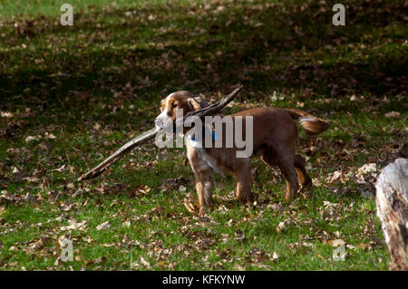 London, Großbritannien. 30 Okt, 2017. de Wetter. Spaniel mit Stock im Richmond Park Credit: Johnny armstead/alamy leben Nachrichten Stockfoto