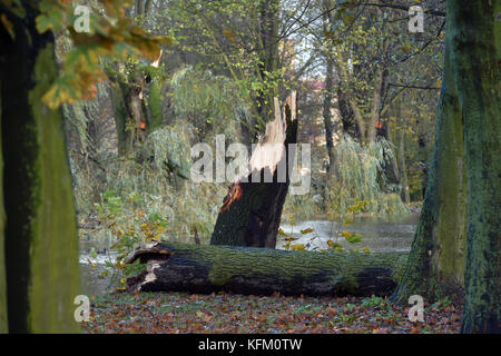 Sokolov, Tschechische Republik. Oktober 2017. A Trees ist im Sturm in Sokolov, Tschechische Republik, am 29. Oktober 2017 gefallen. Ein Sturm, der die ganze Tschechische Republik traf, forderte zwei Menschenleben, und der nationale Stromkonzern CEZ Distribuce erklärte in acht Regionen den Zustand der Katastrophe. Der starke Wind ist in den meisten Teilen der Tschechischen Republik seit dem frühen Morgen verheerend und verursacht die größten Schäden in den westlichen und nördlichen Teilen der Tschechischen Republik. Quelle: Slavomir Kubes/CTK Photo/Alamy Live News Stockfoto