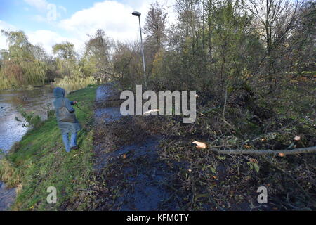 Sokolov, Tschechische Republik. Oktober 2017. A Trees ist im Sturm in Sokolov, Tschechische Republik, am 29. Oktober 2017 gefallen. Ein Sturm, der die ganze Tschechische Republik traf, forderte zwei Menschenleben, und der nationale Stromkonzern CEZ Distribuce erklärte in acht Regionen den Zustand der Katastrophe. Der starke Wind ist in den meisten Teilen der Tschechischen Republik seit dem frühen Morgen verheerend und verursacht die größten Schäden in den westlichen und nördlichen Teilen der Tschechischen Republik. Quelle: Slavomir Kubes/CTK Photo/Alamy Live News Stockfoto