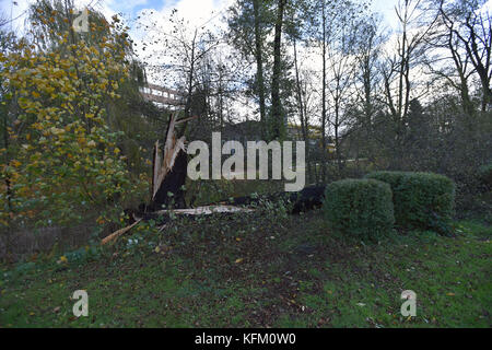 Sokolov, Tschechische Republik. Oktober 2017. A Trees ist im Sturm in Sokolov, Tschechische Republik, am 29. Oktober 2017 gefallen. Ein Sturm, der die ganze Tschechische Republik traf, forderte zwei Menschenleben, und der nationale Stromkonzern CEZ Distribuce erklärte in acht Regionen den Zustand der Katastrophe. Der starke Wind ist in den meisten Teilen der Tschechischen Republik seit dem frühen Morgen verheerend und verursacht die größten Schäden in den westlichen und nördlichen Teilen der Tschechischen Republik. Quelle: Slavomir Kubes/CTK Photo/Alamy Live News Stockfoto