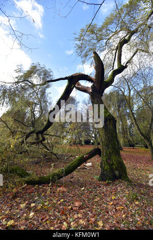 Sokolov, Tschechische Republik. Oktober 2017. A Trees ist im Sturm in Sokolov, Tschechische Republik, am 29. Oktober 2017 gefallen. Ein Sturm, der die ganze Tschechische Republik traf, forderte zwei Menschenleben, und der nationale Stromkonzern CEZ Distribuce erklärte in acht Regionen den Zustand der Katastrophe. Der starke Wind ist in den meisten Teilen der Tschechischen Republik seit dem frühen Morgen verheerend und verursacht die größten Schäden in den westlichen und nördlichen Teilen der Tschechischen Republik. Quelle: Slavomir Kubes/CTK Photo/Alamy Live News Stockfoto