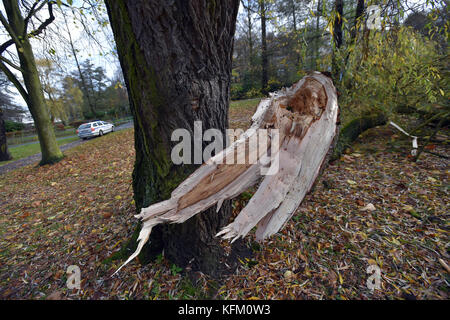 Sokolov, Tschechische Republik. Oktober 2017. A Trees ist im Sturm in Sokolov, Tschechische Republik, am 29. Oktober 2017 gefallen. Ein Sturm, der die ganze Tschechische Republik traf, forderte zwei Menschenleben, und der nationale Stromkonzern CEZ Distribuce erklärte in acht Regionen den Zustand der Katastrophe. Der starke Wind ist in den meisten Teilen der Tschechischen Republik seit dem frühen Morgen verheerend und verursacht die größten Schäden in den westlichen und nördlichen Teilen der Tschechischen Republik. Quelle: Slavomir Kubes/CTK Photo/Alamy Live News Stockfoto