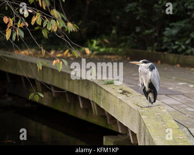 Westminster, London, Großbritannien. 30. Oktober 2017. Sonnenschein und Herbstfarben rund um Westminster im Zentrum von London bei kühlen Temperaturen. Graureiher im St James's Park. Quelle: Malcolm Park/Alamy Live News. Stockfoto