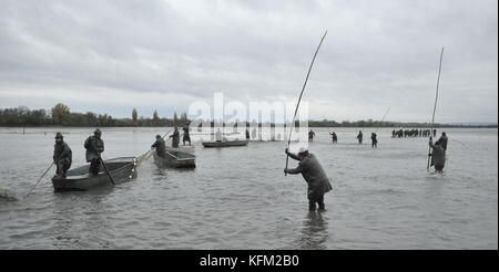 Nova Ves, Tschechien. 28 Okt, 2017. Fischer von pohorelice Fischerei Fische aus der vrkoc Teich in Nova Ves, Tschechien, am 28. Oktober 2017. Quelle: Igor zehl/ctk Photo/alamy leben Nachrichten Stockfoto