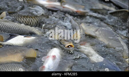 Nova Ves, Tschechien. 28 Okt, 2017. Fischer von pohorelice Fischerei Fische aus der vrkoc Teich in Nova Ves, Tschechien, am 28. Oktober 2017. Quelle: Igor zehl/ctk Photo/alamy leben Nachrichten Stockfoto