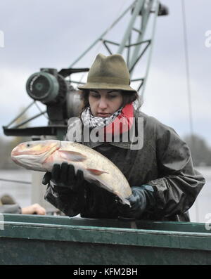 Nova Ves, Tschechien. 28 Okt, 2017. Fischer von pohorelice Fischerei Fische aus der vrkoc Teich in Nova Ves, Tschechien, am 28. Oktober 2017. Quelle: Igor zehl/ctk Photo/alamy leben Nachrichten Stockfoto