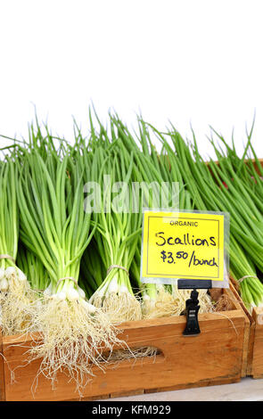 Organische Frühlingszwiebeln auf weißem Hintergrund Stockfoto
