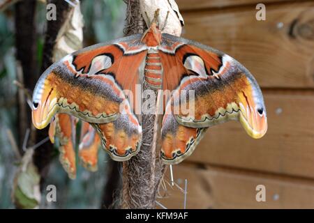 Atlas Moth Attacus atlas Butterfly House National Botanic Garden of Wales llanarthney Carmarthenshire Wales Cymru GROSSBRITANNIEN GB Stockfoto