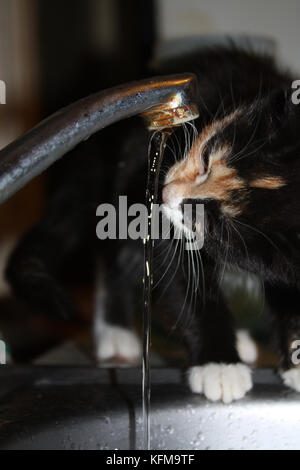 Die Katze und die Wasser. schildpatt Katze trinkt Wasser aus dem Hahn. Stockfoto