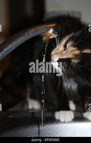 Die Katze und die Wasser. schildpatt Katze trinkt Wasser aus dem Hahn. Stockfoto
