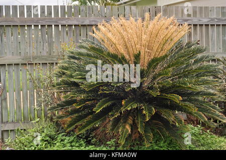 Cycad stark von cycad Blau beschädigt (theclinesthes Stakte) Schmetterlinge, Townsville, Queensland, Australien Stockfoto