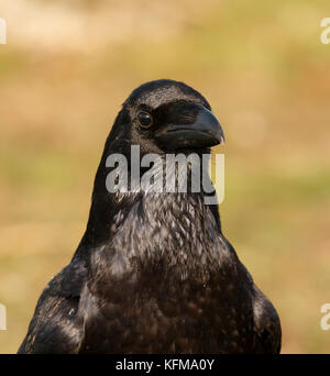 Portrait von Black Crow. Corvus corone Stockfoto