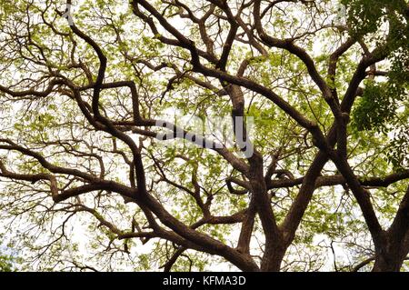 Raintree (albizia Saman) Wald, Townsville, Queensland, Australien Stockfoto