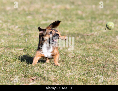 Border Terrier der Hund jagen Tennis ball Stockfoto