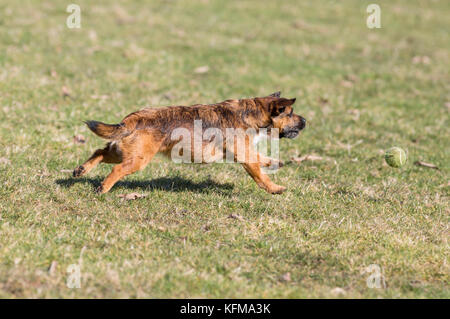 Border Terrier der Hund jagen Tennis ball Stockfoto