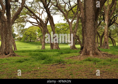 Raintree (albizia Saman) Wald, Townsville, Queensland, Australien Stockfoto