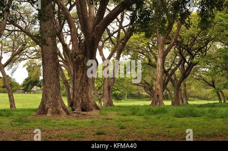 Raintree (albizia Saman) Wald, Townsville, Queensland, Australien Stockfoto