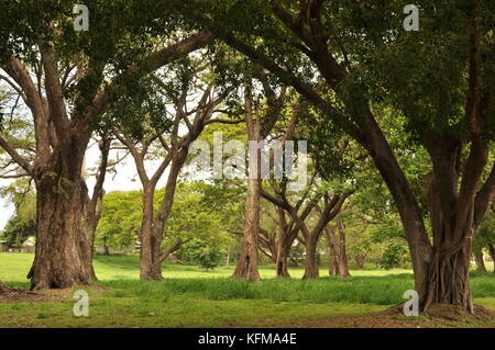 Raintree (albizia Saman) Wald, Townsville, Queensland, Australien Stockfoto