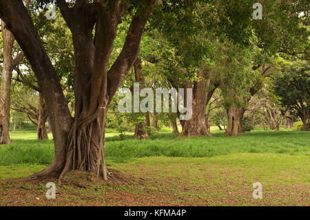 Raintree (albizia Saman) Wald, Townsville, Queensland, Australien Stockfoto