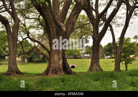 Raintree (albizia Saman) Wald, Townsville, Queensland, Australien Stockfoto