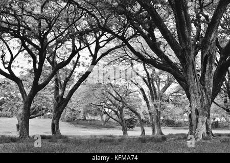 Raintree (albizia Saman) Wald, Townsville, Queensland, Australien Stockfoto