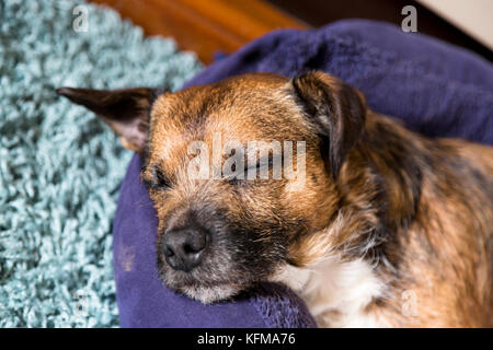 Kleine Terrier Hund, schlafen auf Bett Stockfoto