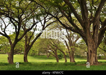 Raintree (albizia Saman) Wald, Townsville, Queensland, Australien Stockfoto