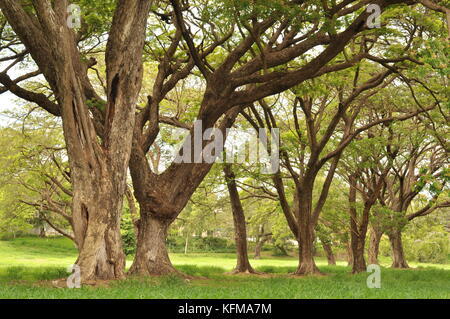 Raintree (albizia Saman) Wald, Townsville, Queensland, Australien Stockfoto