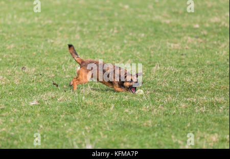 Border Terrier der Hund jagen Tennis ball Stockfoto