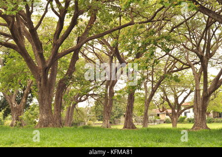 Raintree (albizia Saman) Wald, Townsville, Queensland, Australien Stockfoto