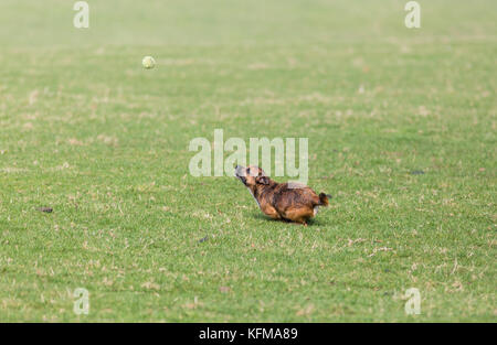 Border Terrier der Hund jagen Tennis ball Stockfoto